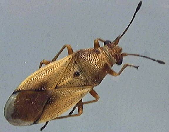 Cymus melanocephalus 2